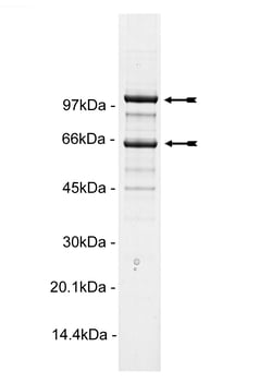 Eurofins DiscoverX PI3 Kinase (p110 /p65 ) Mouse Protein 10 &mu;g | Buy Online | Eurofins DiscoverX | Fisher Scientific
